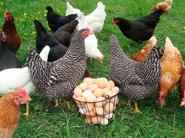 Содержание кур и уход за ними | ЗооТом - продажа, вязка и услуги для животных в Добрянке