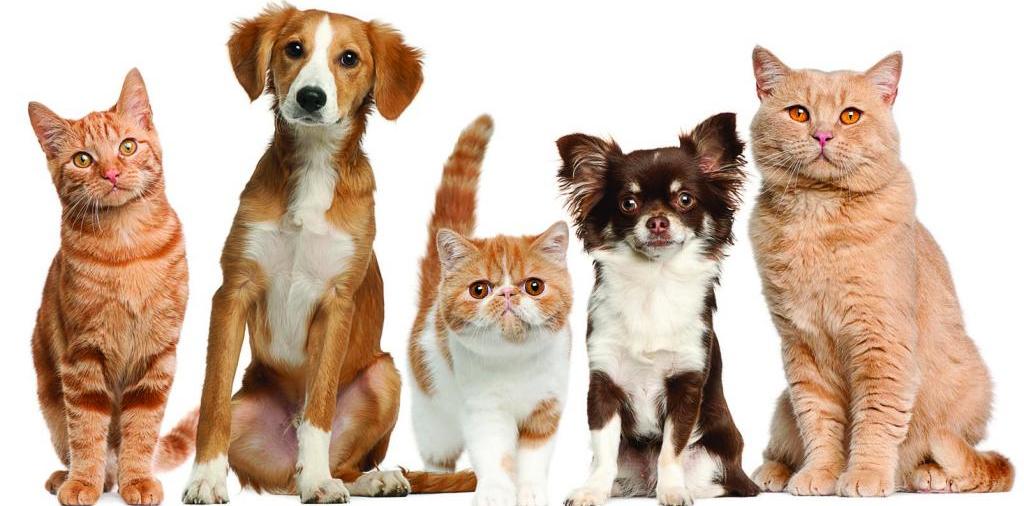 Доска объявлений о животных | ЗооТом - продажа, вязка и услуги для животных в Добрянке