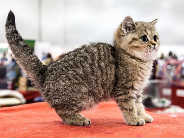 Породы кошек в Добрянке | ЗооТом портал о животных