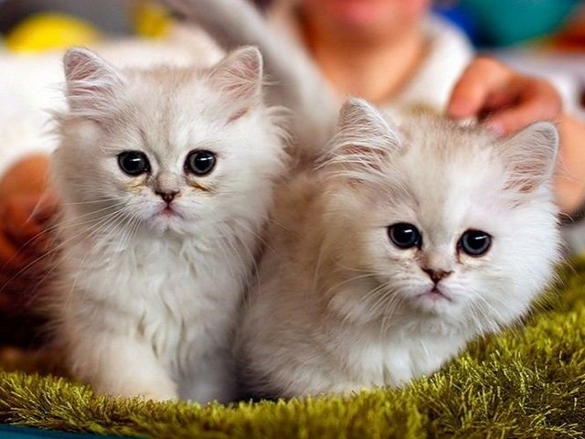 Породы кошек в Добрянке | ЗооТом портал о животных