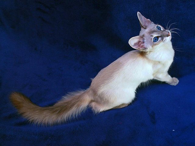 Выведенные породы кошек в Добрянке | ЗооТом портал о животных
