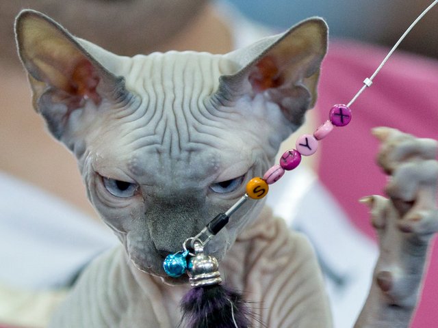 Выставки кошек в Добрянке | ЗооТом портал о животных
