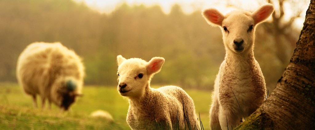 Объявления о сельскохозяйственных животных | ЗооТом - продажа, вязка и услуги для животных в Добрянке