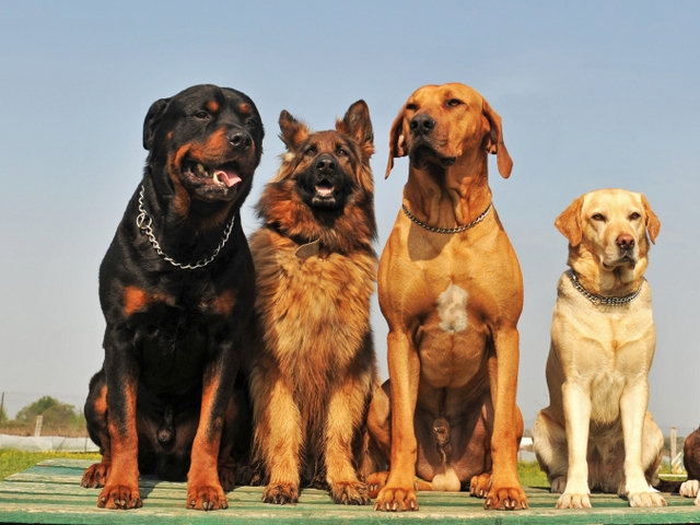 Крупные породы собак в Добрянке | ЗооТом портал о животных