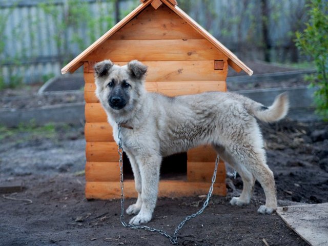 Все о собаках в Добрянке